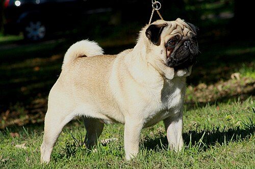 Pug — a Toy (AKC) breed
