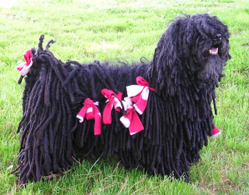 Puli — a Herding (AKC) breed