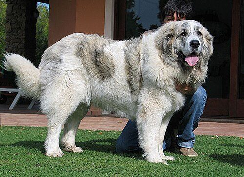 Pyrenean Mastiff — a FCI Group 2 breed