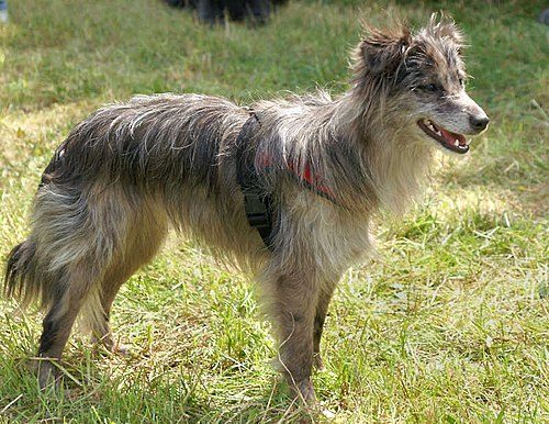 Pyrenean Shepherd — a Herding (AKC); FCI Group 1 breed
