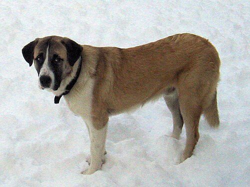 Rafeiro do Alentejo — a FCI Group 2 breed