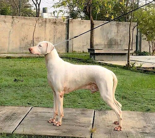 Rajapalayam — a Sighthound; KCI-recognised breed