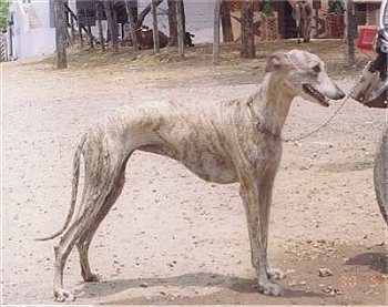 Rampur Greyhound — a Sighthound; documented breed