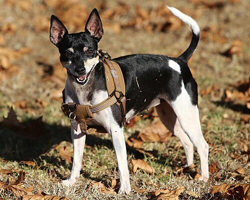 Rat Terrier — a Terrier (AKC); not FCI-recognised breed