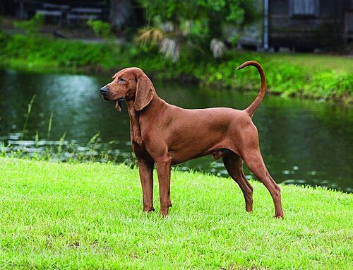 Redbone Coonhound — a Hound (AKC); FCI Group 6 breed