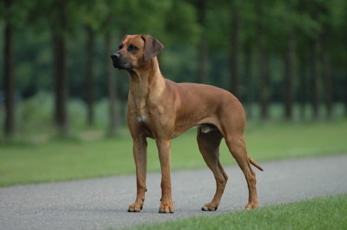 Rhodesian Ridgeback — a Hound (AKC) breed