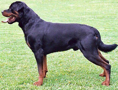 Rottweiler — a Working (AKC) breed