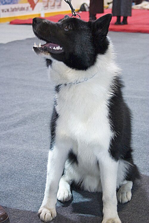 Russo-European Laika — a Spitz; hunting laika; FCI Group 5 breed