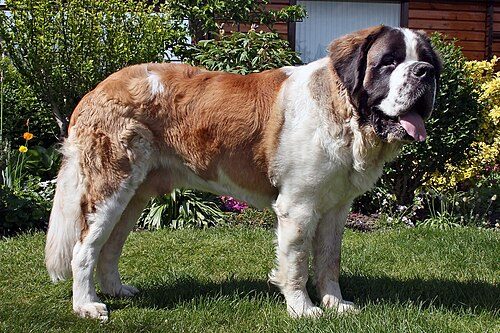 Saint Bernard — a Working (AKC) breed