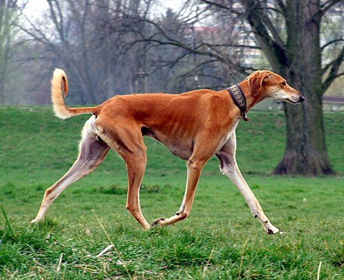 Saluki — a Hound (AKC) breed