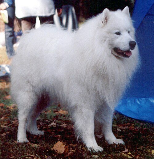 Samoyed — a Working (AKC) breed