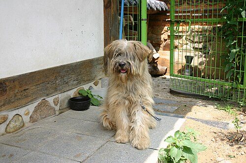 Sapsali (Sapsaree) — a Shaggy spitz-type; Korean native breed