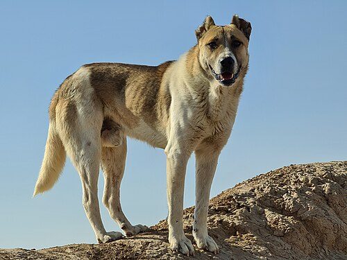 Sarabi Mastiff — a Iranian landrace (not kennel-club standardised) breed
