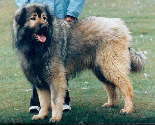Sarplaninac — a Livestock Guardian; FCI Group 1 breed