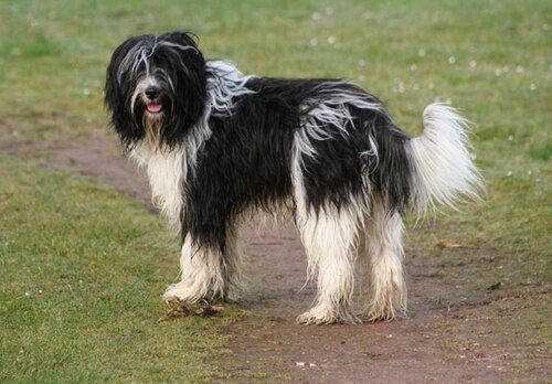 Schapendoes — a Herding; FCI Group 1 breed