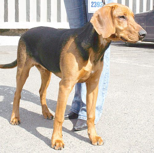 Schillerstovare — a Hound (rare); FCI Group 6 breed