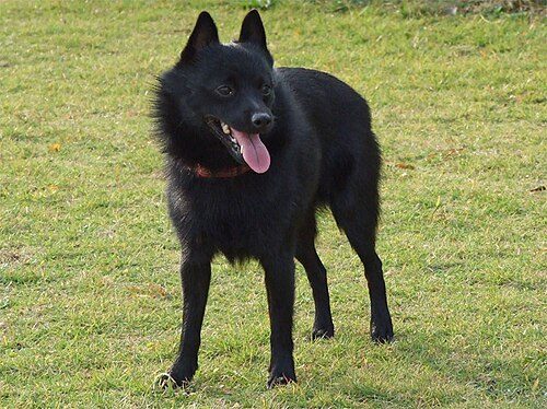 Schipperke — a Non-Sporting (AKC) breed