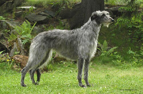 Scottish Deerhound — a Hound (AKC) breed