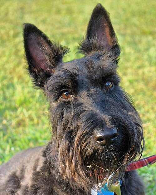 Scottish Terrier (Scottie) — a Terrier (AKC) breed