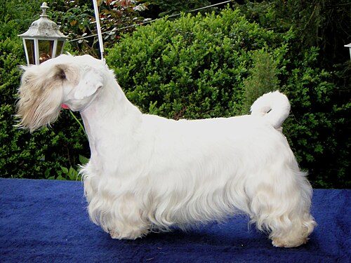 Sealyham Terrier — a Terrier (AKC); FCI Group 3 breed