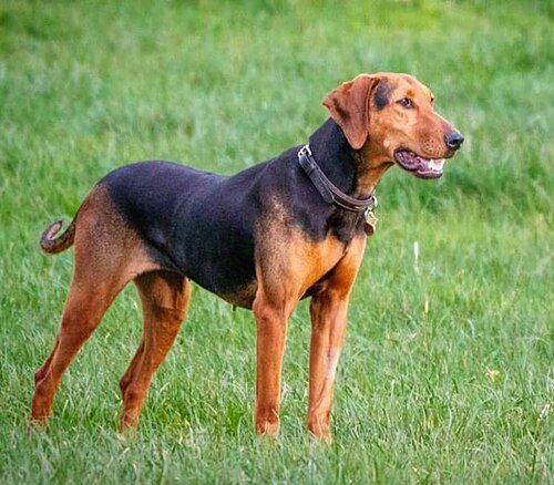 Serbian Hound — a Hound (rare); FCI Group 6 breed