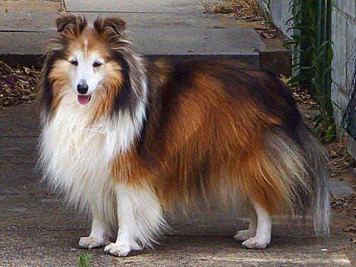 Shetland Sheepdog (Sheltie) — a Herding (AKC) breed