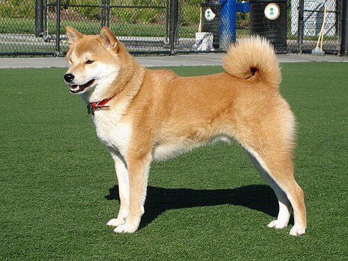 Shiba Inu — a Non-sporting (AKC) breed