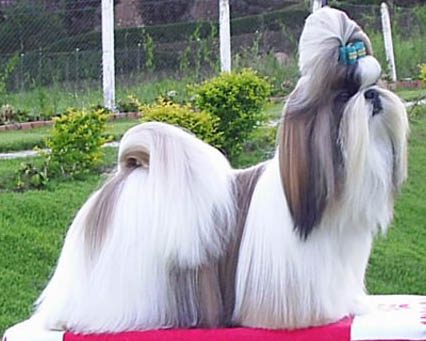 Shih Tzu — a Toy (AKC) breed