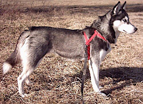 Siberian Husky — a Working (AKC) breed