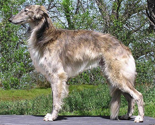 Silken Windhound — a Sighthound breed