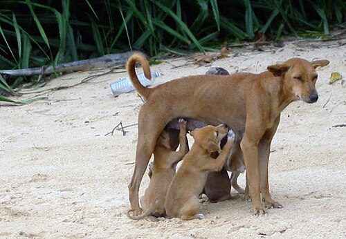 Sinhala Hound — a Pariah / landrace breed