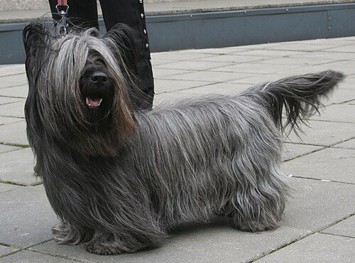 Skye Terrier — a Terrier (AKC); FCI Group 3 breed