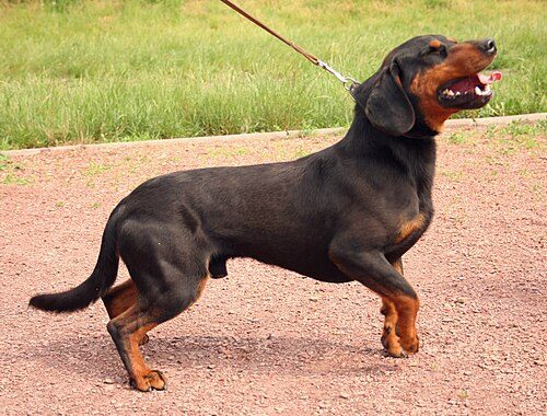 Slovakian Hound — a Hound (AKC FSS); FCI Group 6 breed