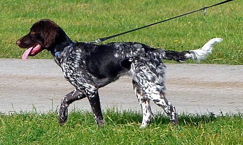 Small Munsterlander — a Sporting (UKC) breed