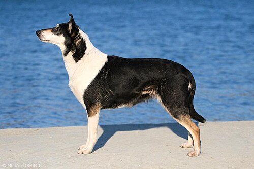 Smooth Collie — a Herding (AKC); FCI Group 1 breed