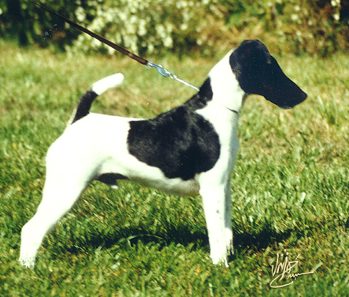 Smooth Fox Terrier — a Terrier (AKC); FCI Group 3 breed