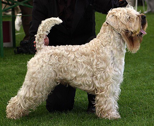 Soft-Coated Wheaten Terrier — a Terrier (AKC) breed