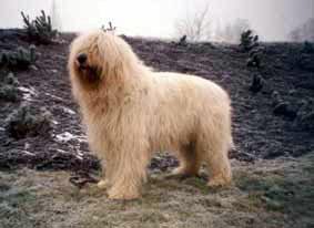 South Russian Ovcharka — a Herding / Livestock Guardian; FCI Group 1 breed