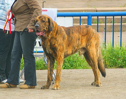 Spanish Mastiff — a FCI Group 2 breed