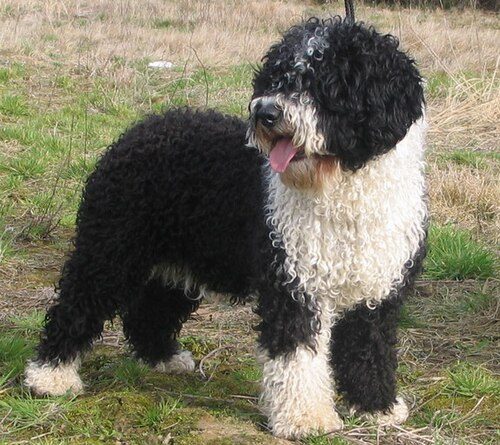 Spanish Water Dog — a Herding (AKC) breed