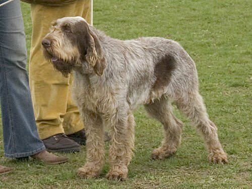 Spinone Italiano — a Sporting (AKC); Gun Dog / FCI Group 7 breed