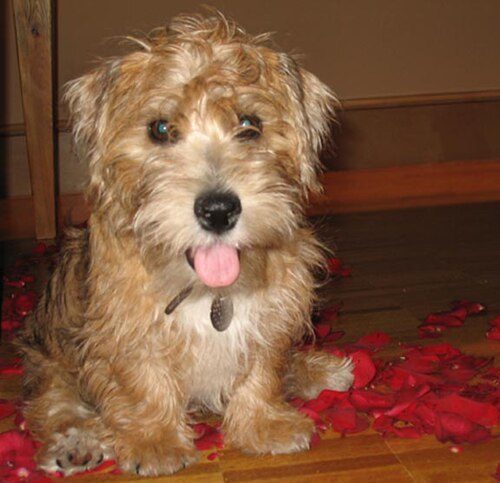 Sporting Lucas Terrier — a Working/companion terrier (UK Kennel Club-recorded; not FCI/AKC) breed