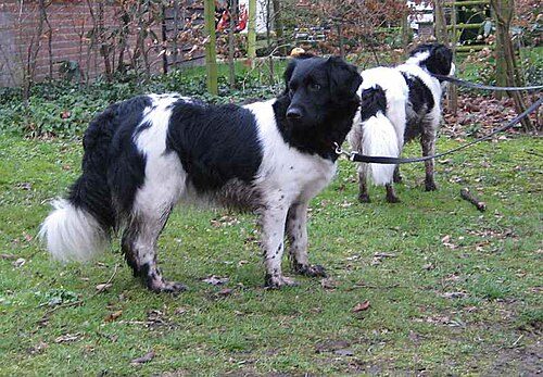 Stabyhoun — a Gun Dog / FCI Group 7 (pointing) breed