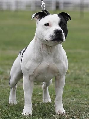 Staffordshire Bull Terrier — a Terrier (AKC) breed