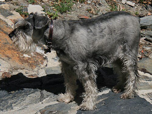 Standard Schnauzer — a Working (AKC) breed