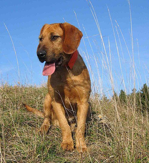 Styrian Coarse-haired Hound — a Hound (rare); FCI Group 6 breed
