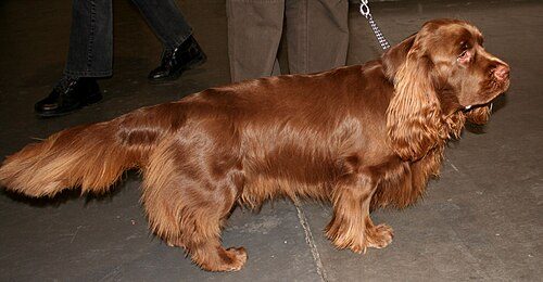 Sussex Spaniel — a Sporting (AKC) breed