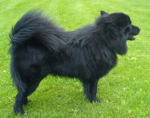 Swedish Lapphund — a Spitz; reindeer herder; FCI Group 5 breed