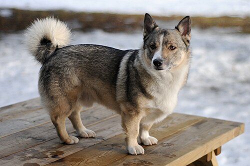 Swedish Vallhund — a Herding (AKC) breed