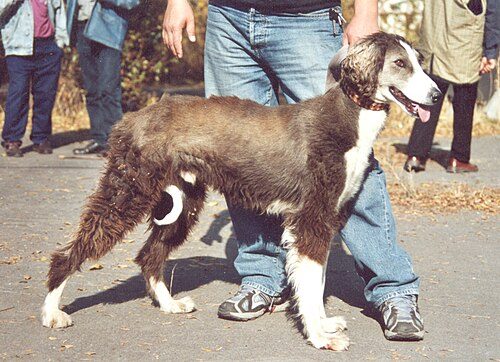 Taigan — a Sighthound / FCI Group 10 (provisional) breed